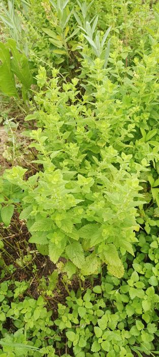 Plante perene aromatice