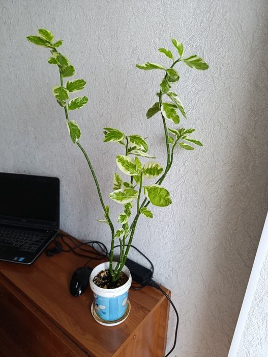 Каланхоэ лечебный