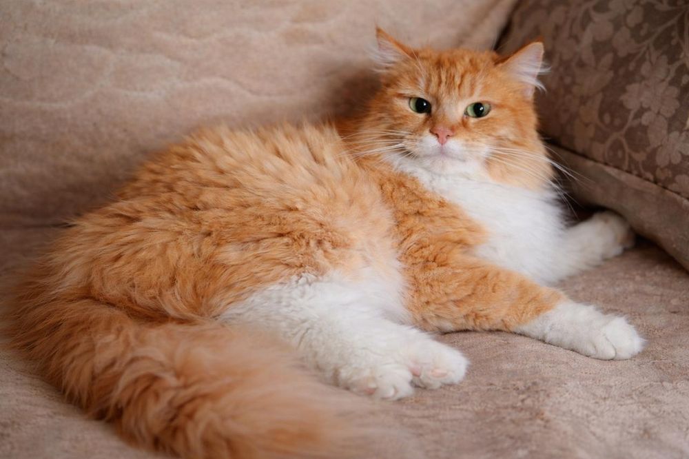 ПодРощенЫе КотЯта