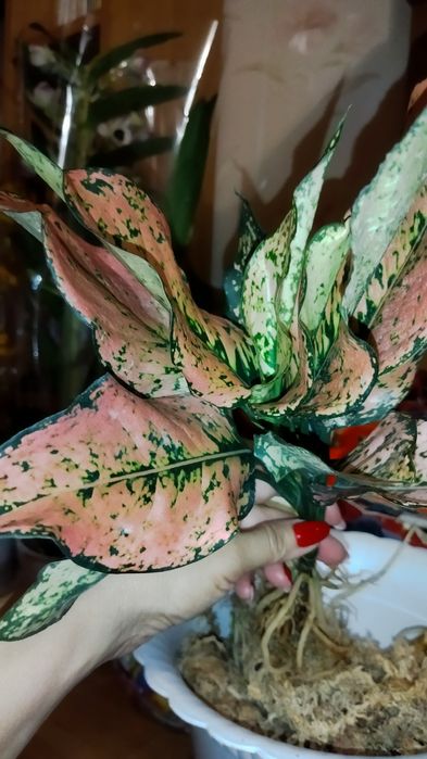 Продам Аглаонемы тайские