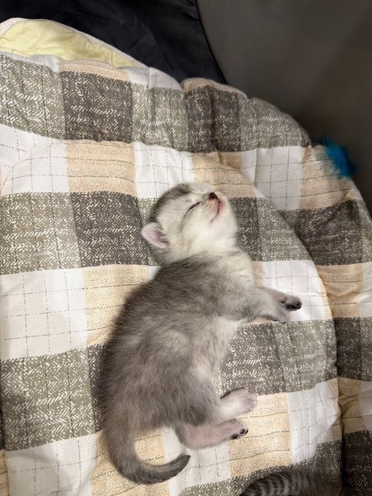 Mushukchalar sotiladi