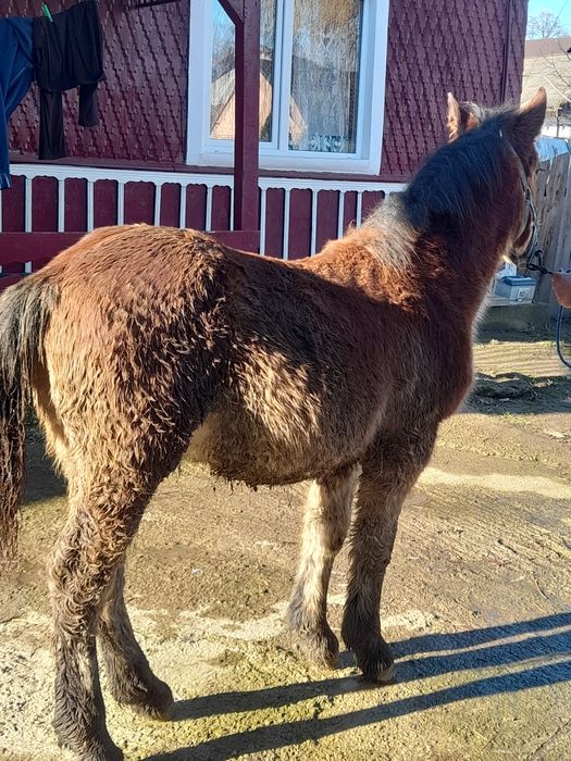 Vând mânz de 6 luni.