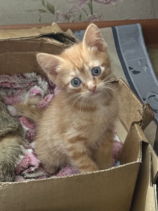 котят в добрые руки