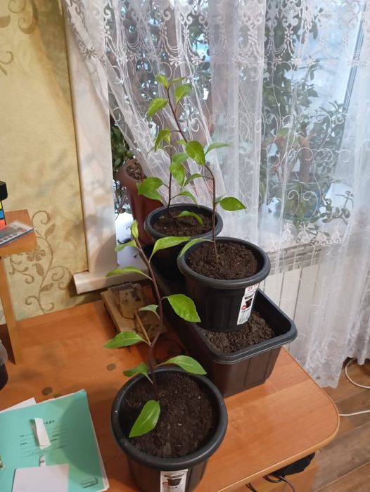 Джинуру шпинат бога