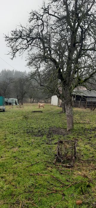 Vând Tap frumos,3 ani