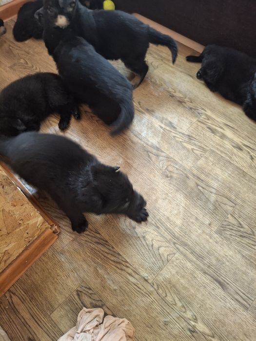 Продажа немецкой овчарки