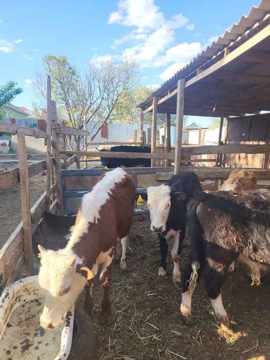 Еркек баспақтар бар сатылатын
