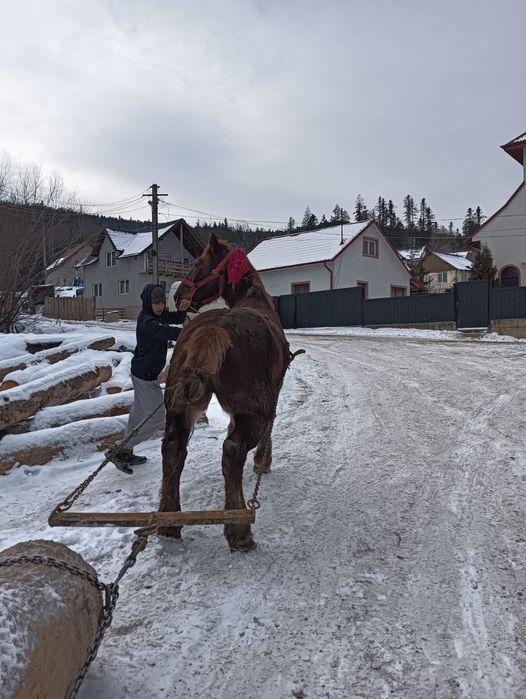 Cal dereș spre roșu castrat