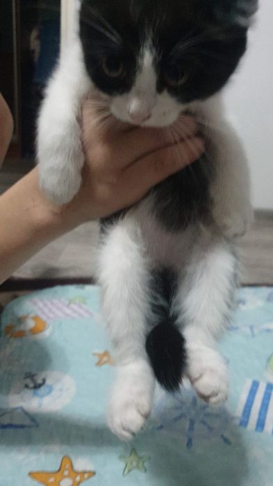 Котята наполовину британцы