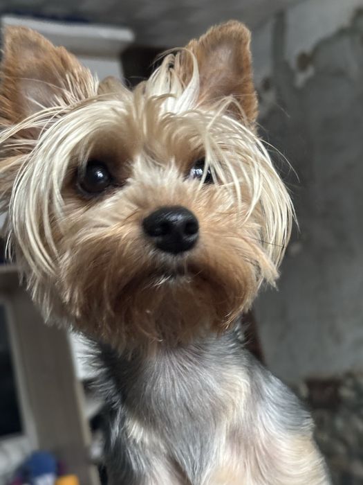 Потерялась собачка