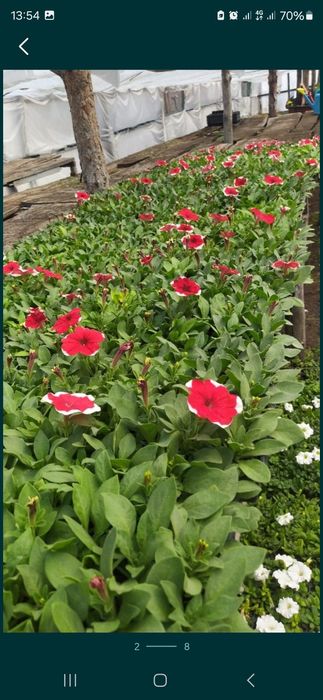 Продам петунию оптом