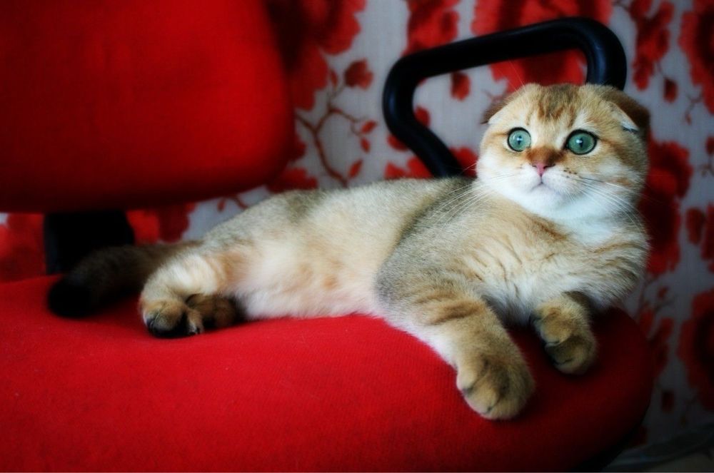 Золотая британская шиншила