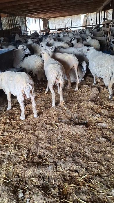 De vanzare oi cu miei !