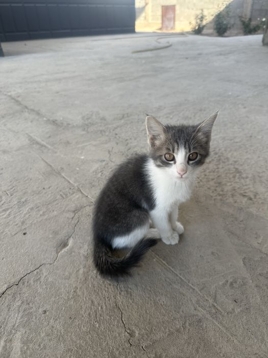 Продам маленького котенка