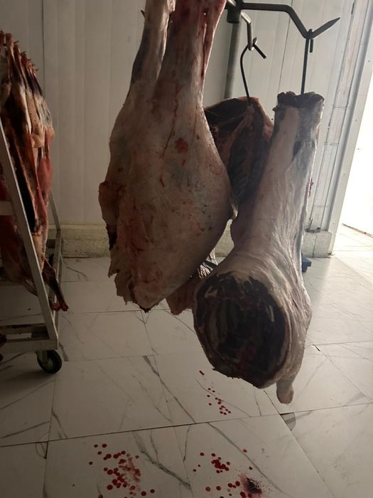 Қасапшы қой,сиыр,жылқы