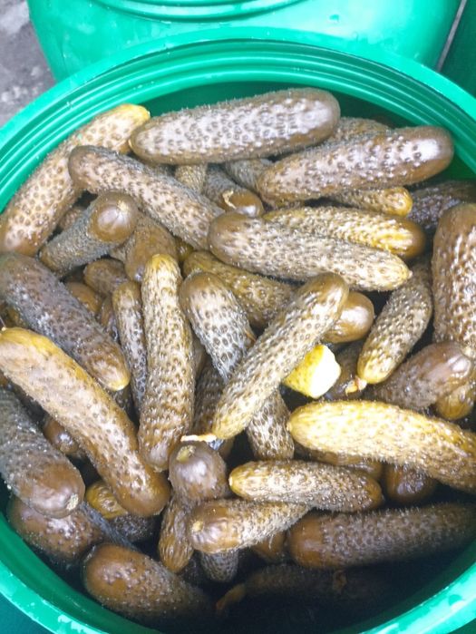 Castraveti murati in saramura/ castraveti pentru restaurante/ shaorma