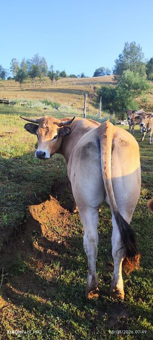 Lot 5 juninci montate din rasa Aubrac