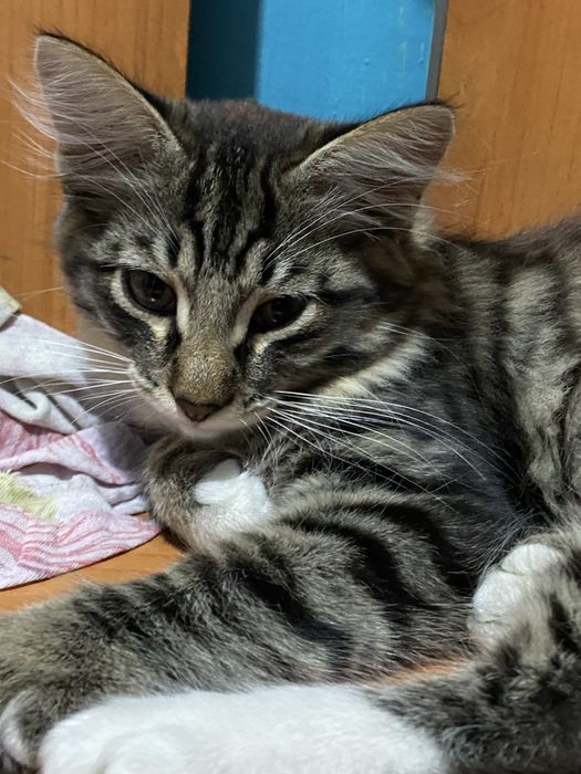 Котенок маленький