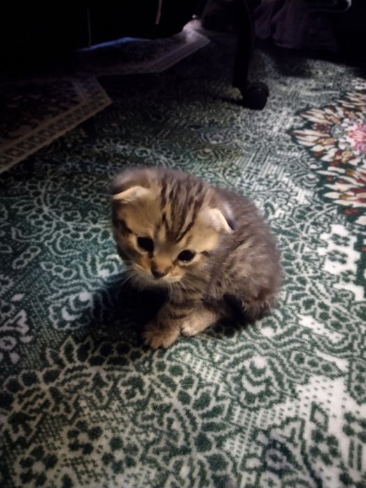 Скоттиш фолд кошечки три девочки один светлый самый мальчик оптом
