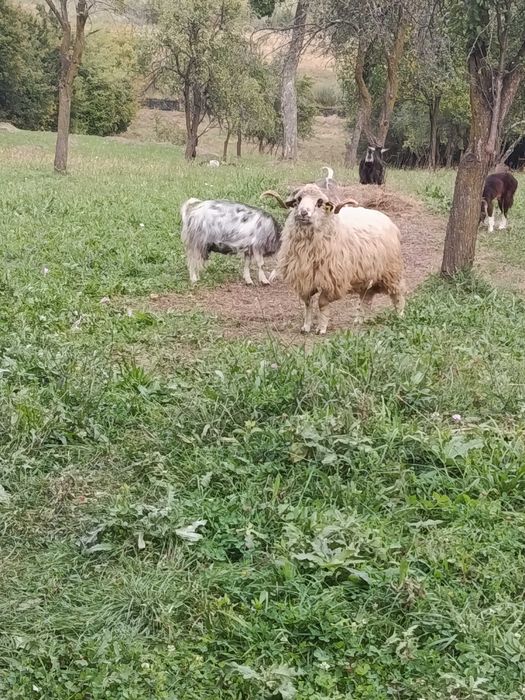 Berbec de prăsilă/ montă