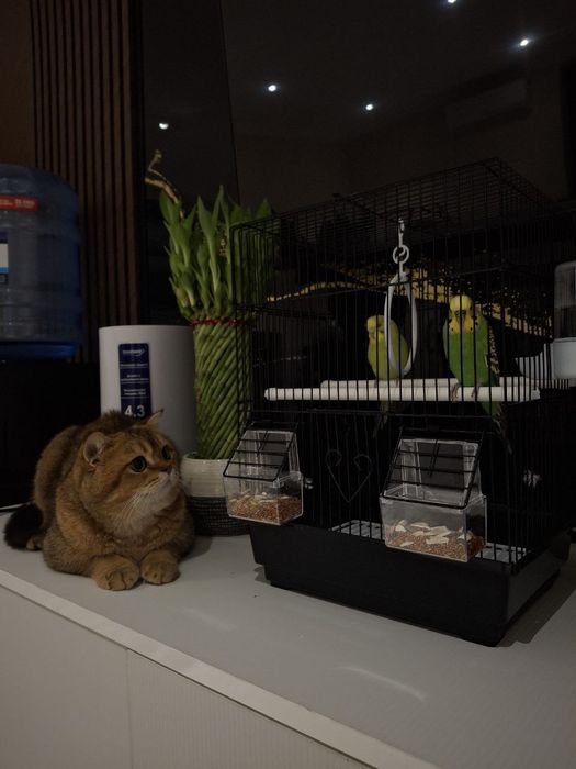 Кошка для вязки золотая шиншила