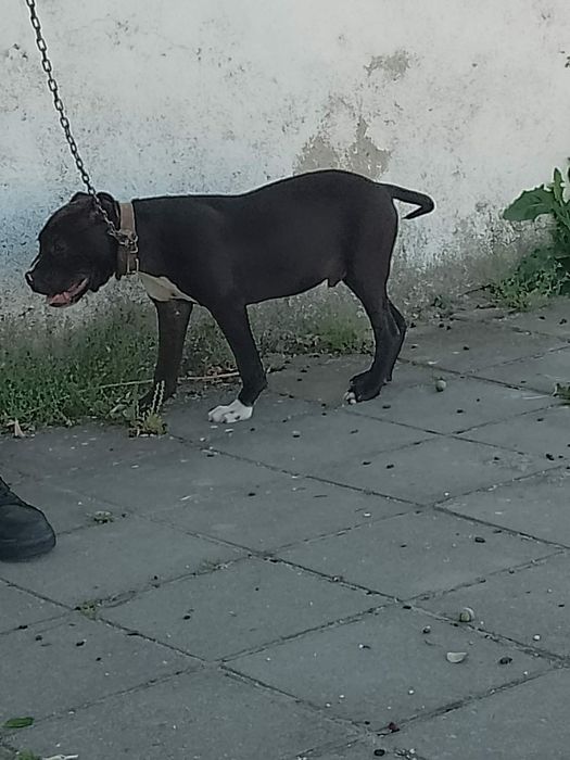 Чистокръвен Питбул на 5 месеца