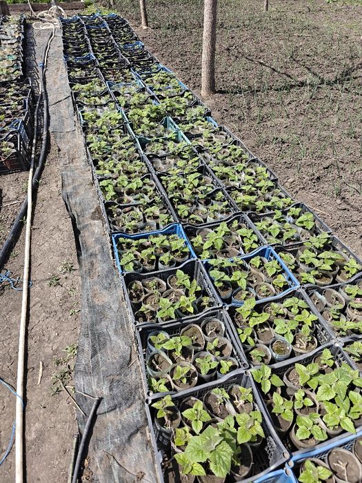 Arbore de mătase și Paulonia (pawlonia)