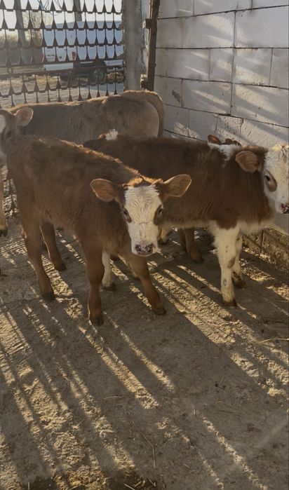 Vand 12 taurasi de rasa pura