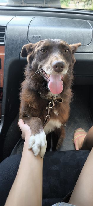 Каштанка добрая собака в семью