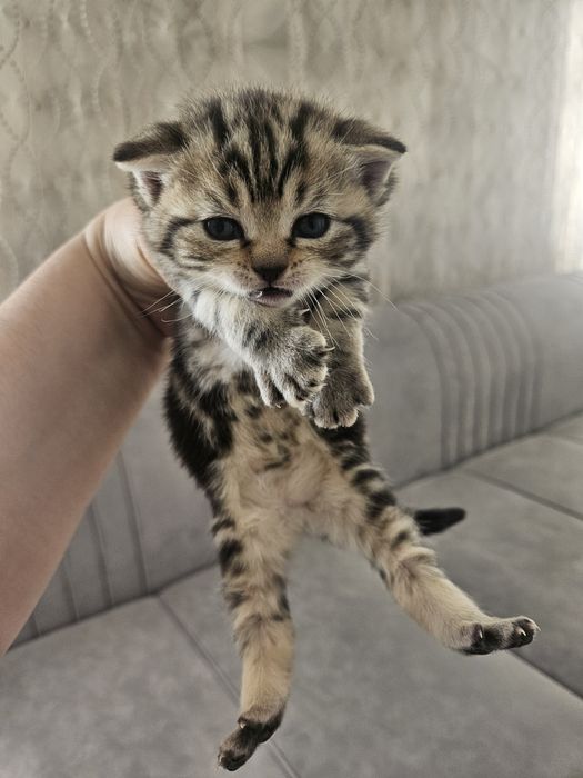 Продам красивых котят