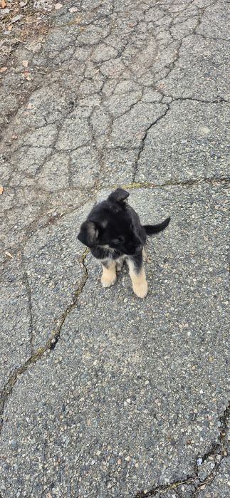 Продам щенка европейской овчарки