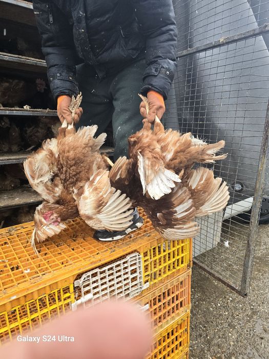 Gaini rosii outoare...livrare gratuita la minim 20 de buc comandate