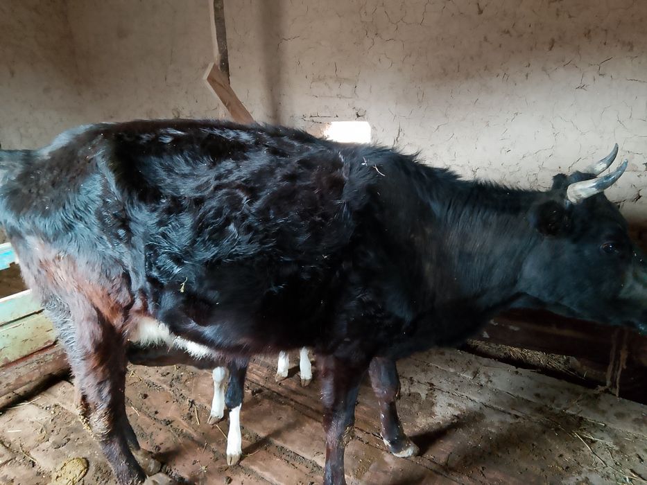 Бұзаулы сиыр сатылады