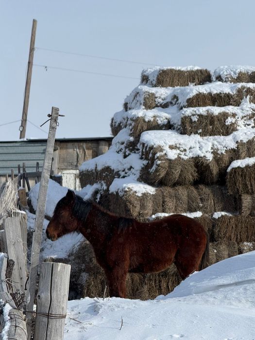 продам тай срочно
