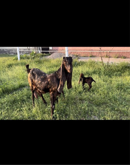 Камори ешкі сатылады..