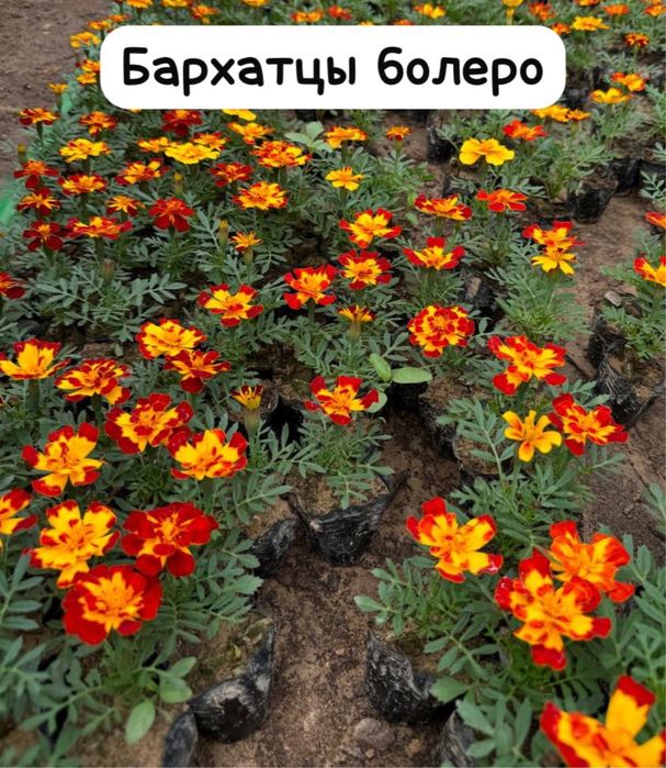 Бархатцы уличные