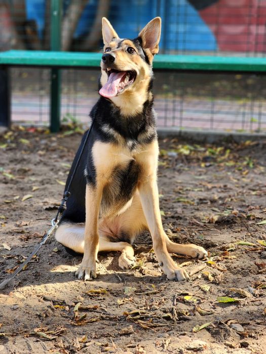 Собака девочка 9 месяцев