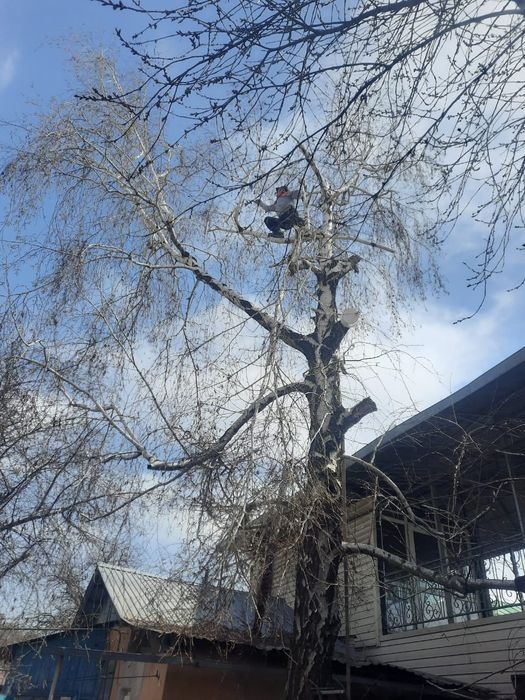 Спил деревьев, обрезка плодовых, санобрезка