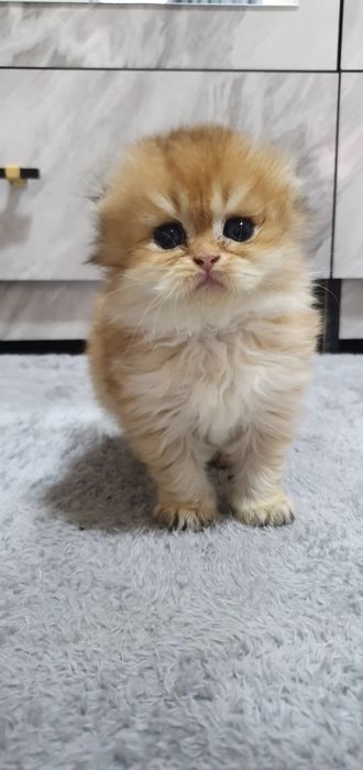 Zalataya shinshila heyland fold sotiladi