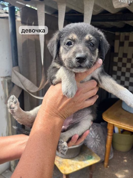 Ищем любящих хозяев для щенков
