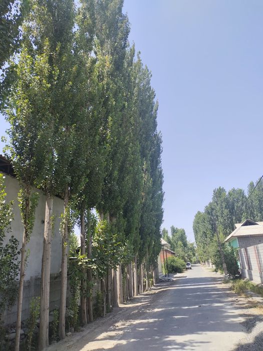 Teraklar sotiladi 70 ta