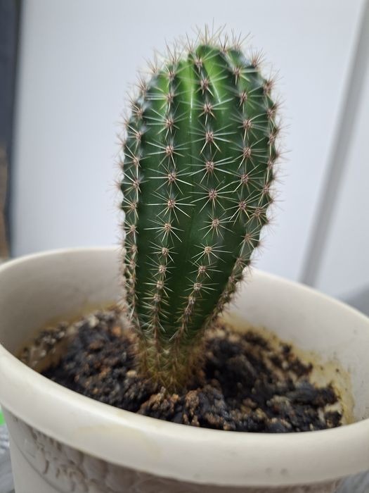 Кактус Ехинопсис