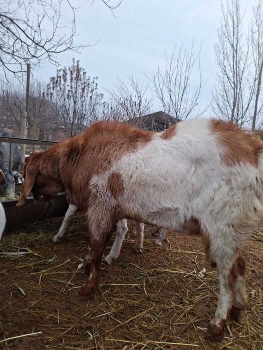 Теке сатамын немесе ауысамын