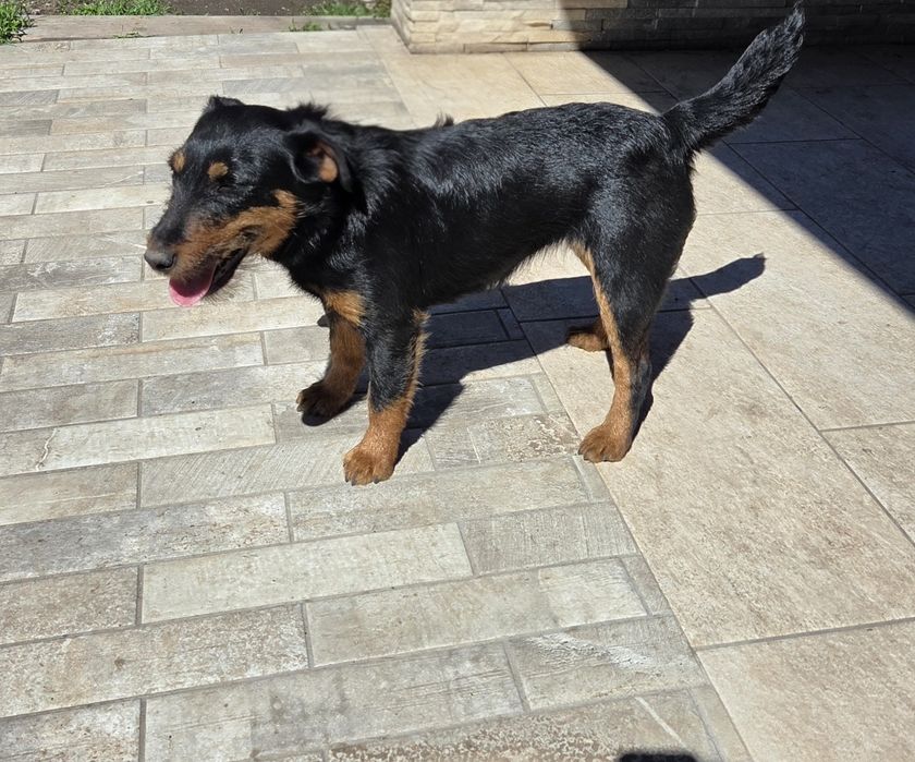 Vând cățelușă terrier