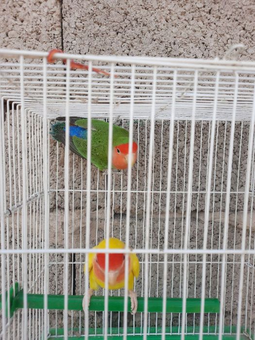 Бизнес килиш учун тайёр ишлаётган Неразлучные попугайлар сотилади.