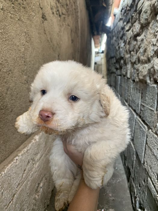 Donez, catelusi iubitorilor de animale