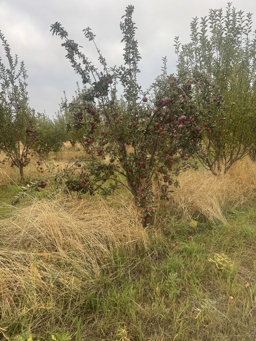Продам яблоки в Талгаре