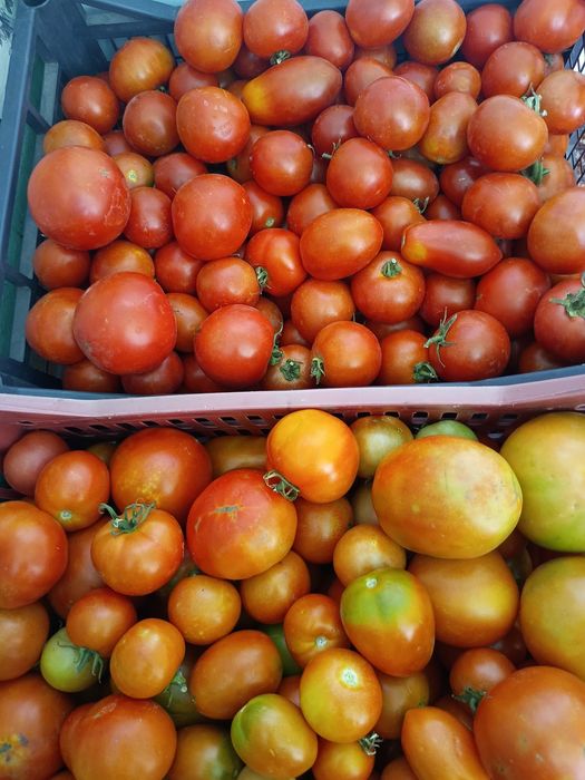 Продам помидоры домашние .
