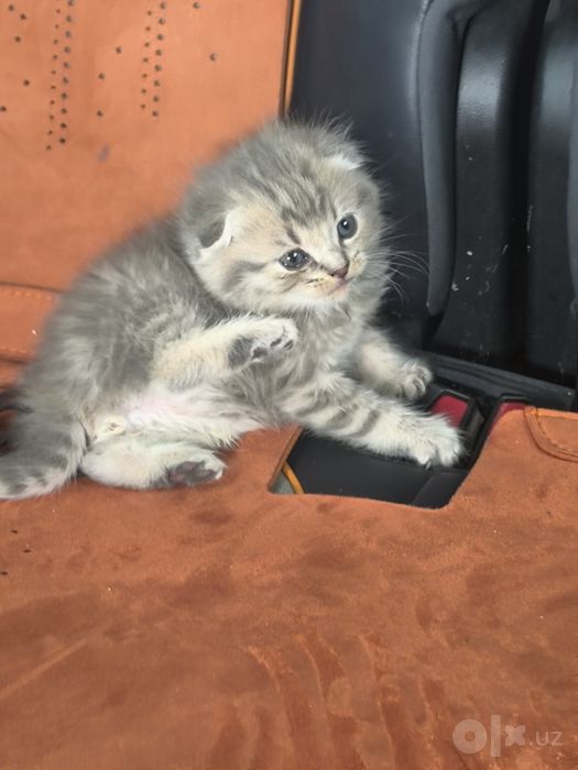 Скотиш фолд  котеночки родители тоже
