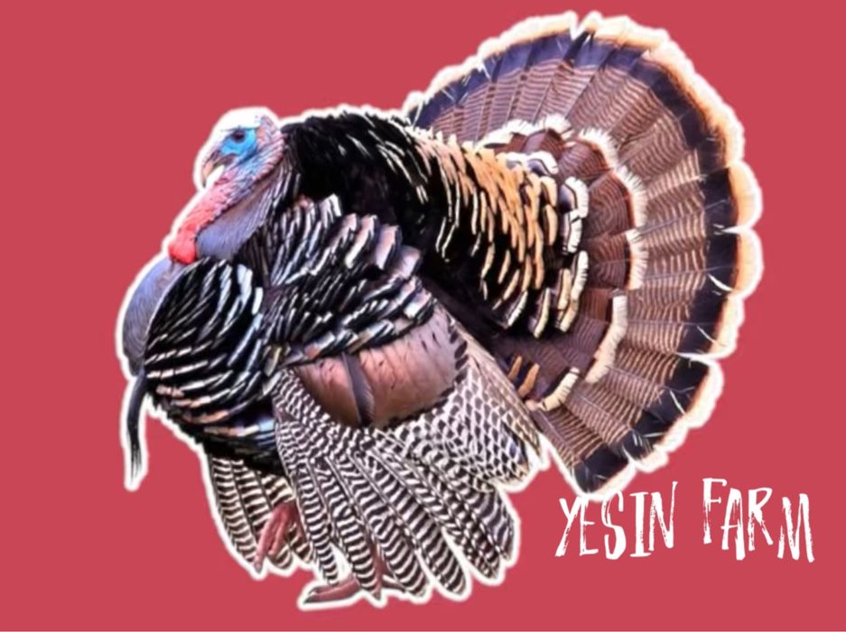 Бронза 708 инкубационные яйца индюков — надежный выбор фермеров